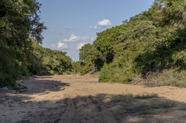 Kumlu, kuru nehir yatağındaki lastik izleriyle yeşil kırsal bölgelerdeki yemyeşil bitki örtüsü, parlak yaz ışığında çekilen Kruger Parkı, Mpumalanga, Güney Afrika