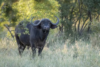 Erkek bufalo çalılıklarda duruyor, parlak yaz ışığında vuruldu, Kruger Park, Mpumalanga, Güney Afrika
