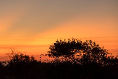 Kırmızılı gökyüzü çalılıkların üzerinde, alacakaranlık yaz ışığında Kruger Park, Mpumalanga, Güney Afrika