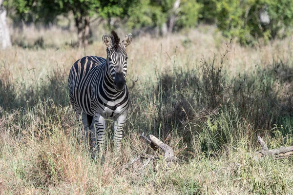 クルーガー公園の背の高い草の中のゼブラ野生の田舎 明るい夏の光の中で撮影 クルーガー公園 ムプマランガ 南アフリカ — ストック写真