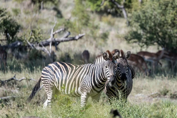 クルーガー公園の背の高い草の中のゼブラスのカップル野生の田舎 明るい夏の光の中で撮影 クルーガー公園 ムプマランガ 南アフリカ — ストック写真
