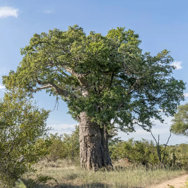 Landscape Baobab Tree Shrubland Green Wild Countryside Shot Bright Summer — Stock Photo, Image