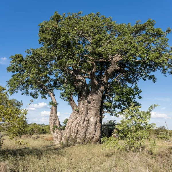 Landscape Big Baobab Tree Shrubland Green Wild Countryside Shot Bright — Stock Photo, Image