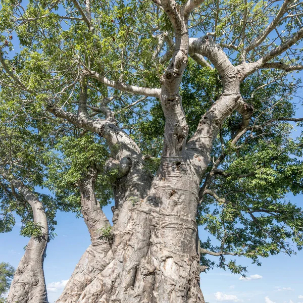 Detalle Del Follaje Del Árbol Baobab Arbusto Verde Del Campo — Foto de Stock