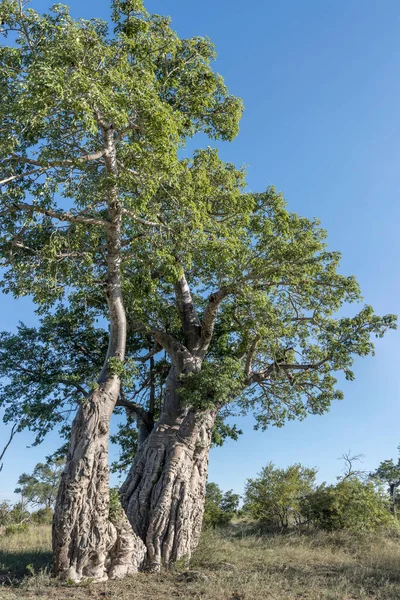 Árvore Alta Baobab Campo Selvagem Verde Arbustivo Filmado Baixo Luz — Fotografia de Stock