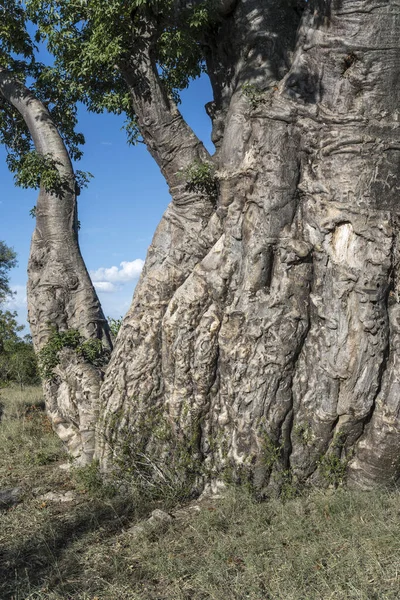 Detail Bark Baobab Tree Shrubland Green Wild Countryside Shot Bright — Stock Photo, Image