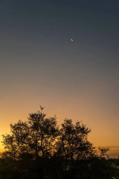 stock image landscape with moon at twiglight over shrubland, shot in dusk summer light, Kruger park, Mpumalanga, South Africa