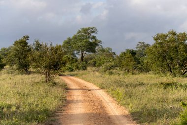 Kruger Park çalılık arazisindeki toprak yol, parlak bulutlu yaz ışığında çekilen manzara, Kruger Park, Mpumalanga, Güney Afrika