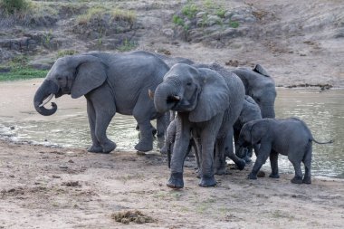 Kruger Park, Mpumalanga, Güney Afrika 'da yaz güneşinde çekilen bir grup dişi ve yavru fil, çalılık arazide kumsalda yürüyor.