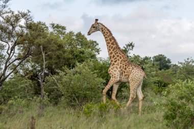 Vahşi kırsalda çimenlerde koşan zürafa, parlak bulutlu yaz ışığında çekilen Kruger Park, Mpumalanga, Güney Afrika