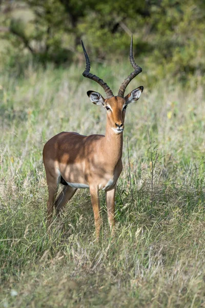 Dikkatli Genç Erkek Impala Çalıların Üzerinde Duruyor Parlak Yaz Işığında — Stok fotoğraf
