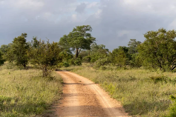 Paisaje Con Camino Tierra Kruger Parque Matorral Desierto Disparo Luz — Foto de Stock