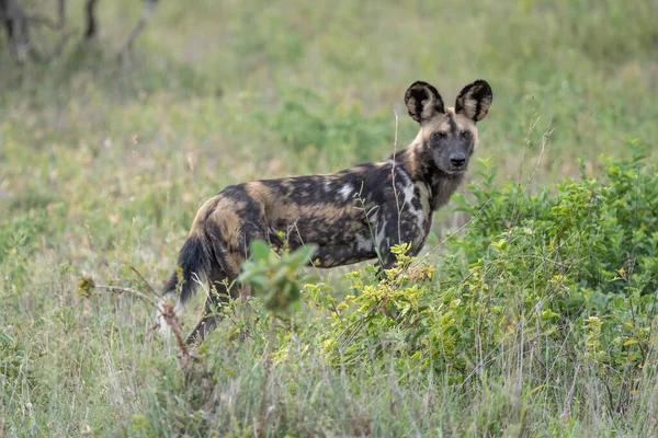 wild dog standing in grass at shrubland wild countryside, shot in bright summer light, Kruger park, Mpumalanga, South Africa
