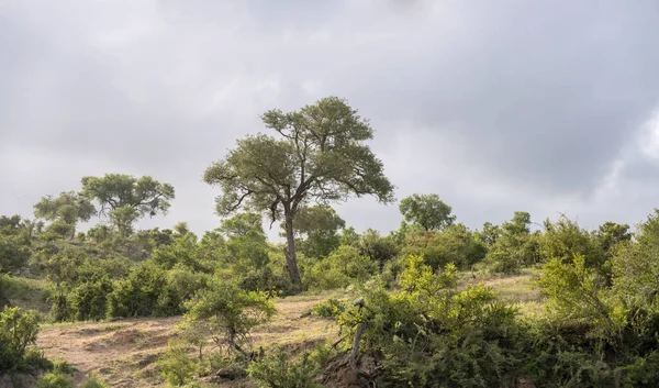 landscape with shrubland lush vegetation in green wild countryside, shot in bright cloudy summer light, Kruger park, Mpumalanga, South Africa