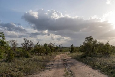 Toprak yolda yağmur bulutları ve yeşil vahşi kırsal çalılarla kaplı manzara, parlak yaz ışığında çekilen Kruger Park, Mpumalanga, Güney Afrika