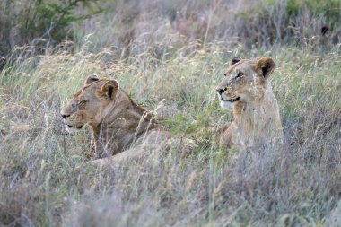 Aslanlar çalılıklarda uzanıyorlar, parlak yaz ışığında çekiliyorlar, Kruger Park, Mpumalanga, Güney Afrika