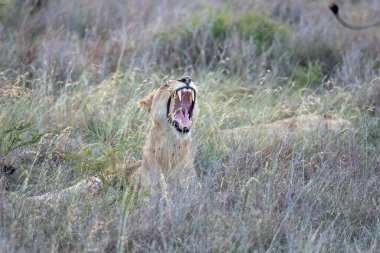 Aslan, uzun çalılıklarda esner, parlak yaz ışığında çekilir, Kruger Park, Mpumalanga, Güney Afrika