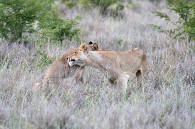 Kruger Park, Mpumalanga, Güney Afrika 'da, parlak yaz ışığında vurulan iki aslan, çalılıklarda uzun otları ovalıyor.