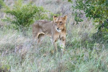 Genç aslan çalılıklarda uzun otlara bakıyor, parlak yaz ışığında vuruldu, Kruger Park, Mpumalanga, Güney Afrika