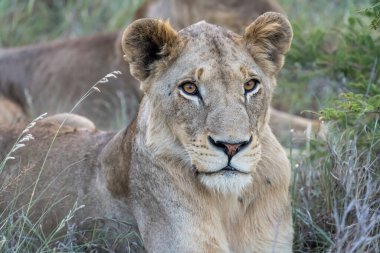 Aslan başı, uzun çalılıklarda, parlak yaz ışığında, Kruger Parkı, Mpumalanga, Güney Afrika 'da vuruldu.