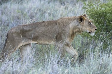 Genç aslan çalılıklarda avlanıyor, parlak yaz ışığında vuruldu, Kruger Park, Mpumalanga, Güney Afrika