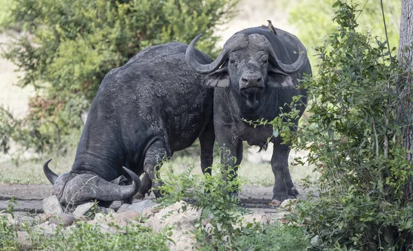 Buffalo Băut Bivol Picioare Lângă Gaura Udare Împușcat Lumină Luminoasă — Fotografie, imagine de stoc