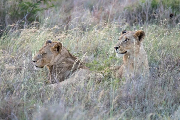 Lvi Ležící Vysoké Trávě Shrubland Zastřelen Jasném Letním Světle Kruger — Stock fotografie