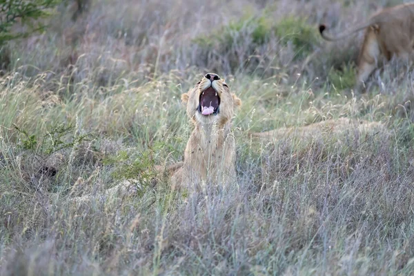 Aslanlar Çalılıklarda Esniyorlar Parlak Yaz Işığında Çekiliyorlar Kruger Park Mpumalanga — Stok fotoğraf