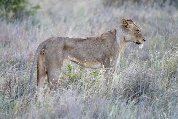 若いライオンがシュラブランドの背の高い草の中に立って 明るい夏の光 クルーガー公園 ムプマランガ 南アフリカで撮影 — ストック写真