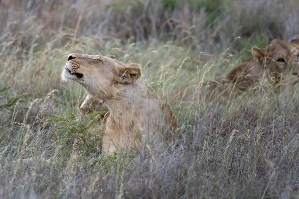 Lev Táhnoucí Vysoké Trávě Shrubland Zastřelen Jasném Letním Světle Kruger — Stock fotografie