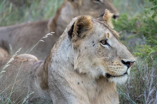 Löwenkopf Blickt Direkt Ins Hohe Gras Auf Buschland Aufgenommen Hellen — Stockfoto