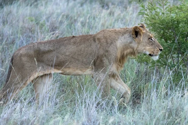 young lion hunting in tall grass at shrubland, shot in bright summer light, Kruger park, Mpumalanga, South Africa