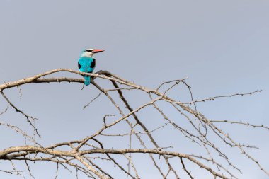 Woodland Kingfisher vahşi kırsal kesimde çalıların üzerinde, parlak yaz ışığında Kruger Park, Mpumalanga, Güney Afrika