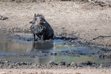 Kruger Park 'ın vahşi kırsalındaki göl çamurunda oturan yaban domuzu, parlak yaz ışığında çekilen Kruger Parkı, Mpumalanga, Güney Afrika