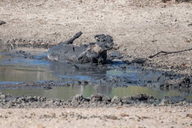 Kruger Park 'ın vahşi kırsal kesimindeki göl çamurunda dönen yaban domuzu, parlak yaz ışığında çekilen Kruger Park, Mpumalanga, Güney Afrika