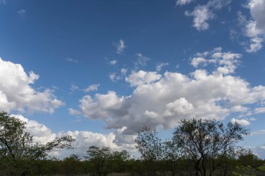 Yeşil yabani kırsal çimlerin üzerinde manzaralı bulutlar, parlak yaz ışığında çekilen Kruger Park, Mpumalanga, Güney Afrika
