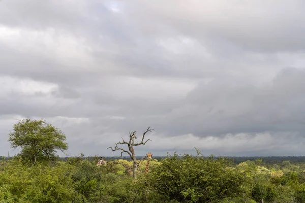 Landscape Giraffe Heads Looming Out Shrubland Vegetation Green Wild Countryside — Stock Photo, Image