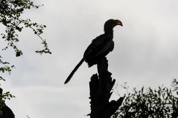 Silhouette Southern Yellow Billed Hornbill Branch Edge Wild Countryside Shot — Stock Photo, Image