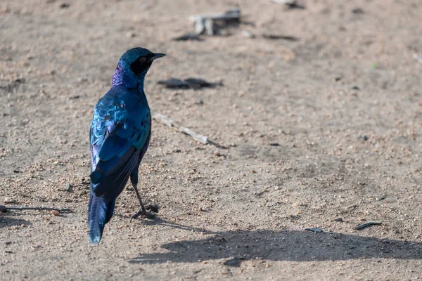 deep blue feathers of Burchells Starling on ground at wild countryside, shot in bright summer light, Kruger park, Mpumalanga, South Africa