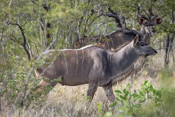 Macho Kudu Con Cuernos Fangosos Vegetación Espesa Arbustiva Filmado Luz —  Fotos de Stock