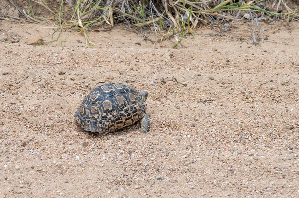 Leopard Tortoise Χαλίκι Άγρια Ύπαιθρο Γυρίστηκε Έντονο Καλοκαιρινό Φως Kruger — Φωτογραφία Αρχείου