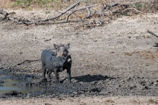Warthog Pond Muddy Shore Kruger Park Wild Countryside Shot Bright — Φωτογραφία Αρχείου