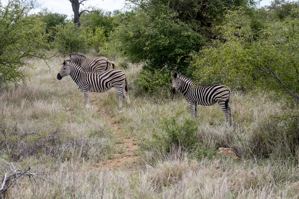 クルーガー公園の背の高い草の中のゼブラスのグループ野生の田舎 明るい夏の光の中で撮影 クルーガー公園 Mumpalanga 南アフリカ — ストック写真