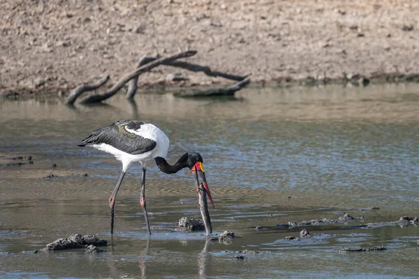 stock image Saddle Billed Stork catching Cat fish at pond shallow waters in wild countryside, shot in bright summer light, Kruger park, Mpumalanga, South Africa