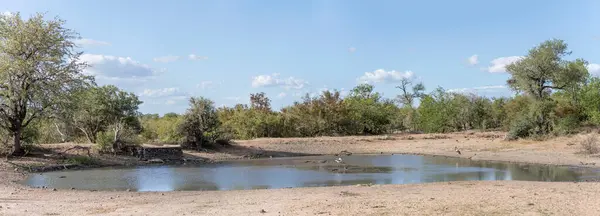 landscape with wildlife on pond shore in shrubland vegetation of green wild countryside, shot  in bright summer light, Kruger park, Mpumalanga, South Africa