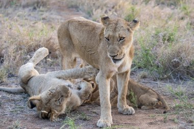 Kruger Park, Mpumalanga, Güney Afrika 'da parlak yaz ışığında çekilen bir grup aslan yavrusu.