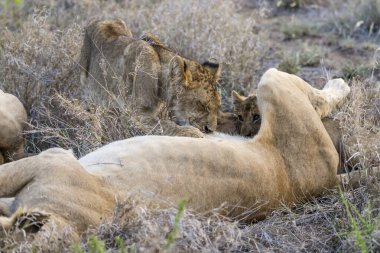 Anne tarafından emzirilen aslan yavrusu çalıların üzerinde yatıyor, parlak yaz ışığında vuruldu, Kruger Parkı, Mpumalanga, Güney Afrika