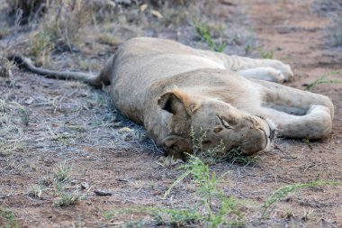Dişi aslan çalılıklarda uyuyor, parlak yaz ışığında vuruldu, Kruger Park, Mpumalanga, Güney Afrika