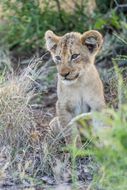Genç aslan yavrusu uzun çalılıklarda oturuyor, parlak yaz ışığında vuruldu, Kruger Parkı, Mpumalanga, Güney Afrika
