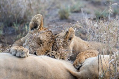 Anne tarafından emzirilen aslan yavruları çalılıklarda toprak üzerinde yatıyor, parlak yaz ışığında çekiliyor, Kruger Park, Mpumalanga, Güney Afrika